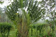 Ravenala madagascariensis